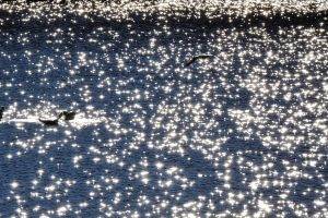 birds animals sunlight water lake