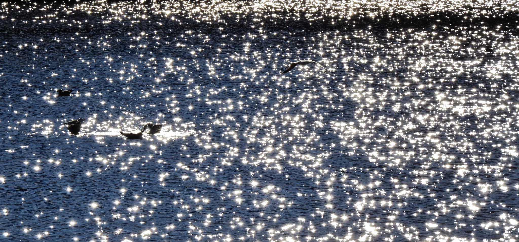 birds animals sunlight water lake Wallpaper