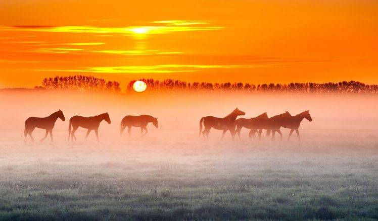 animals nature landscape horse sun HD Wallpaper Desktop Background