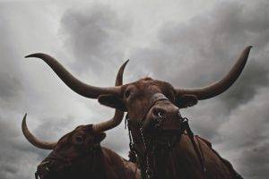 angry looking away photography nature bull animals clouds storm horns chains