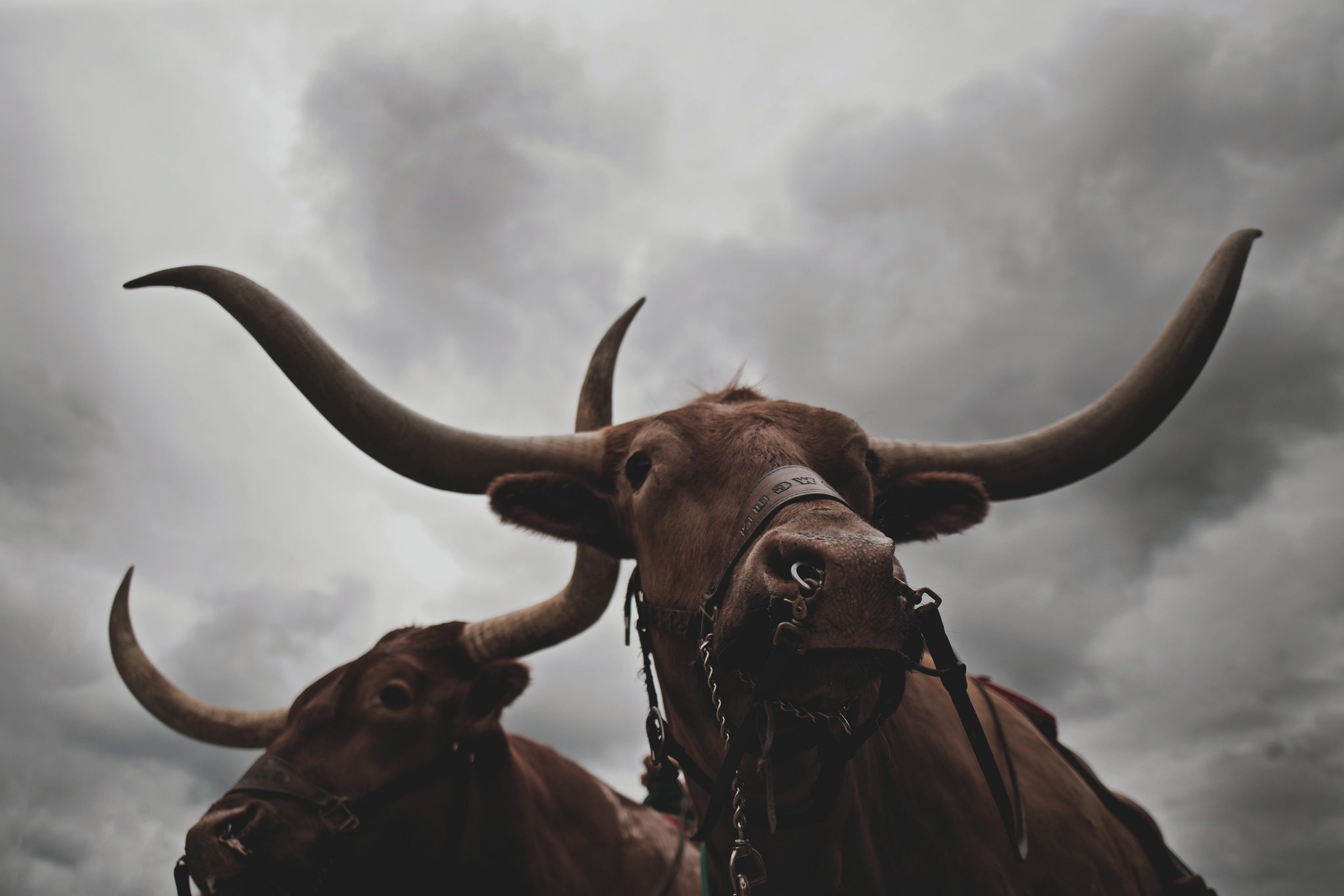 angry looking away photography nature bull animals clouds storm horns chains Wallpaper