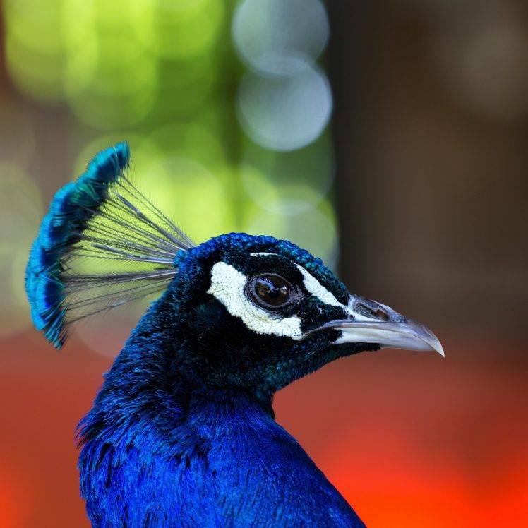 face eyes photography nature peacocks birds colorful wildlife HD Wallpaper Desktop Background