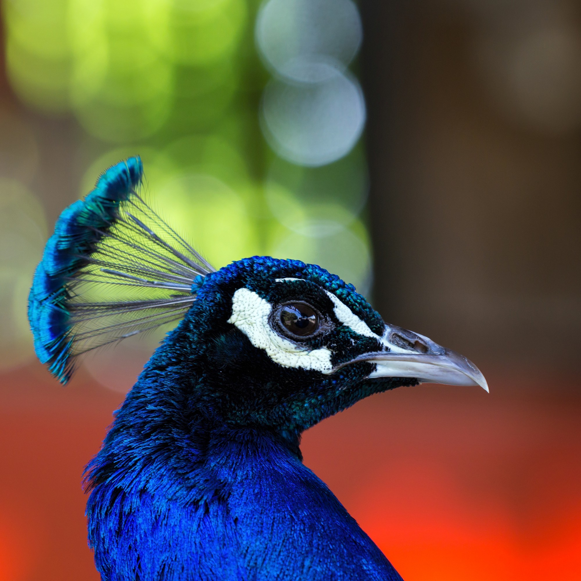face eyes photography nature peacocks birds colorful wildlife Wallpaper