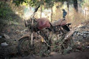 animals wreck birds motorcycle