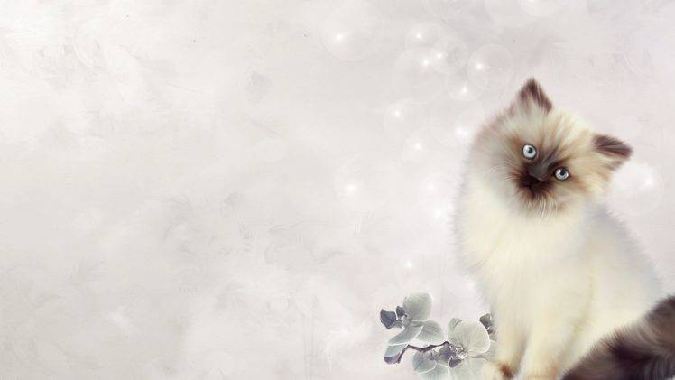 cat persian cat HD Wallpaper Desktop Background