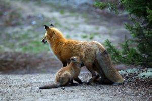 baby animals fox animals