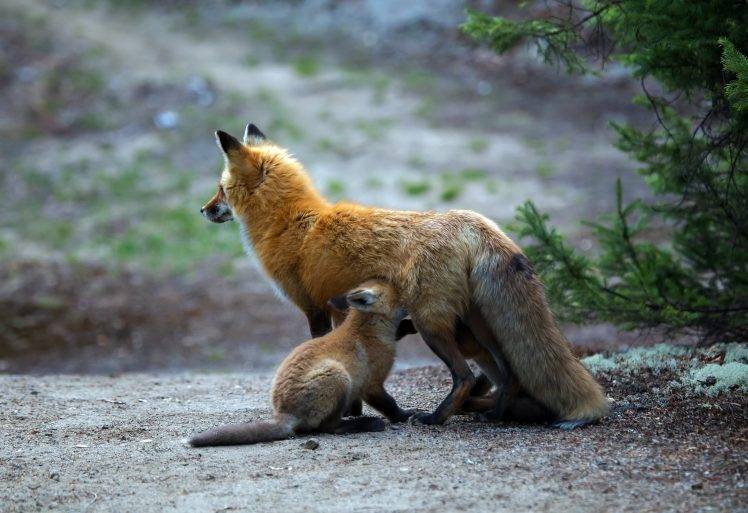 baby animals fox animals HD Wallpaper Desktop Background