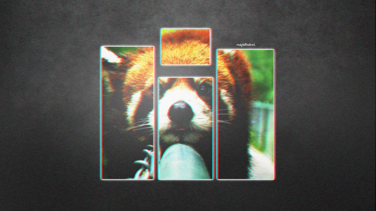 panda red panda photoshop HD Wallpaper Desktop Background