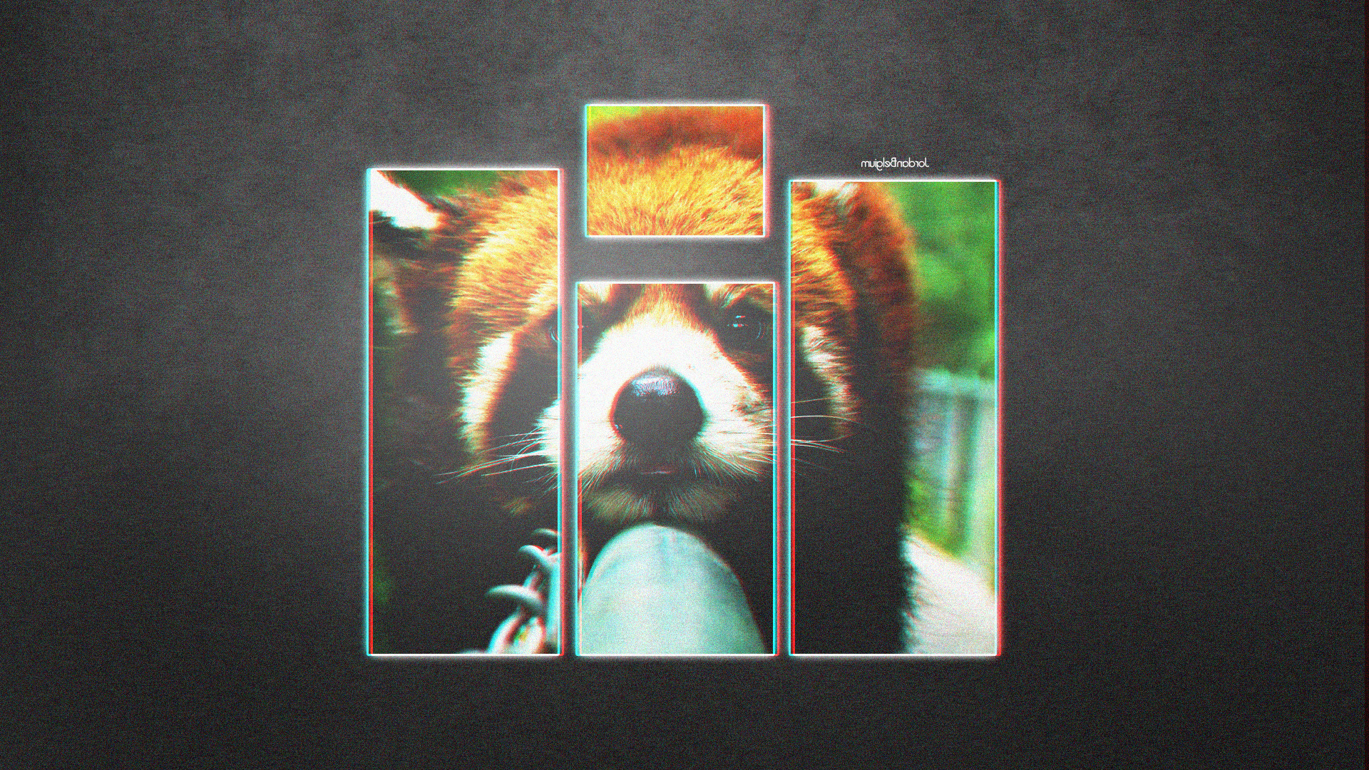 panda red panda photoshop Wallpaper