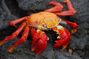 crabs animals nature grapsus