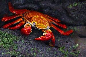crabs animals nature grapsus