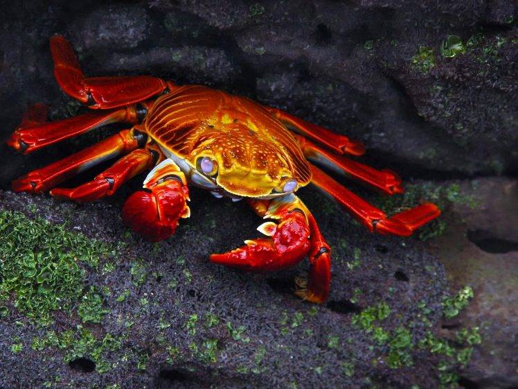 crabs animals nature grapsus HD Wallpaper Desktop Background