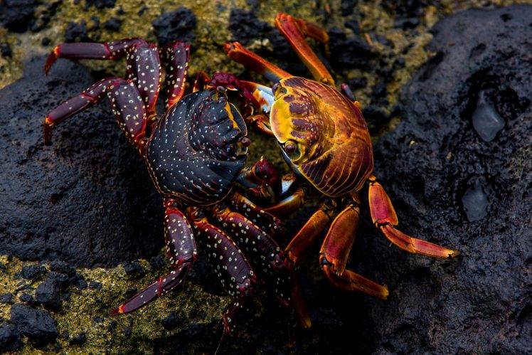 crabs animals nature grapsus HD Wallpaper Desktop Background