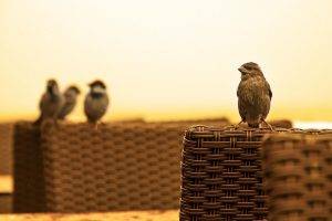 sitting nature sparrow baskets birds photography sunlight