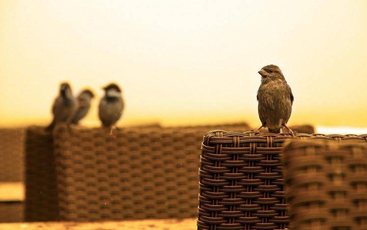 sitting nature sparrow baskets birds photography sunlight HD Wallpaper Desktop Background