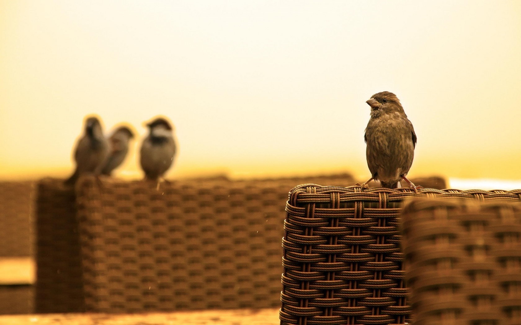 sitting nature sparrow baskets birds photography sunlight Wallpaper