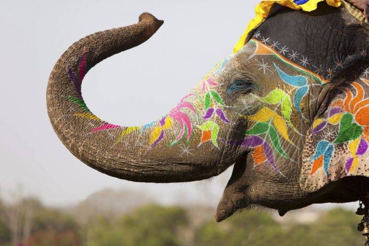 happy photography elephant tattoo india animals wildlife trunks HD Wallpaper Desktop Background