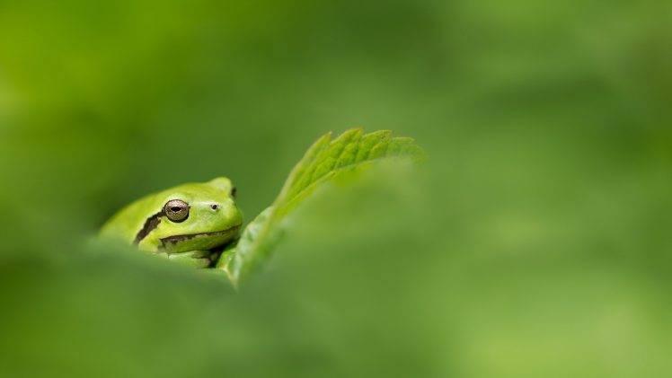 animals amphibian HD Wallpaper Desktop Background