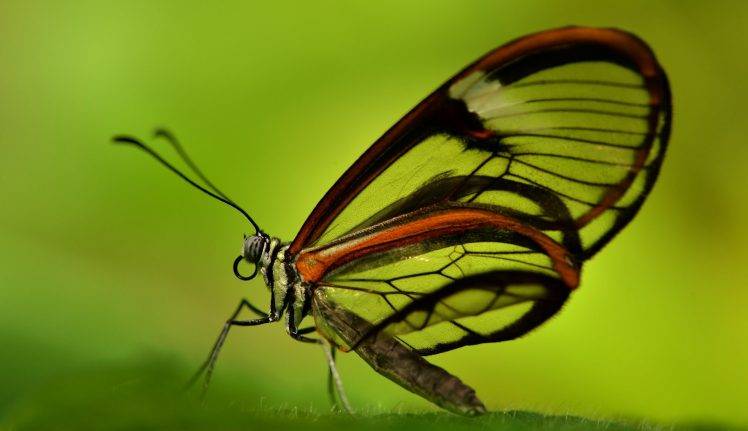 animals insect lepidoptera HD Wallpaper Desktop Background
