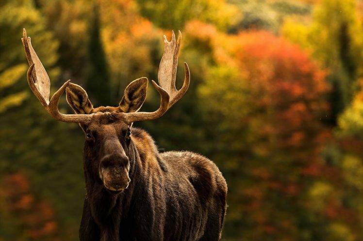 animals mammals moose HD Wallpaper Desktop Background