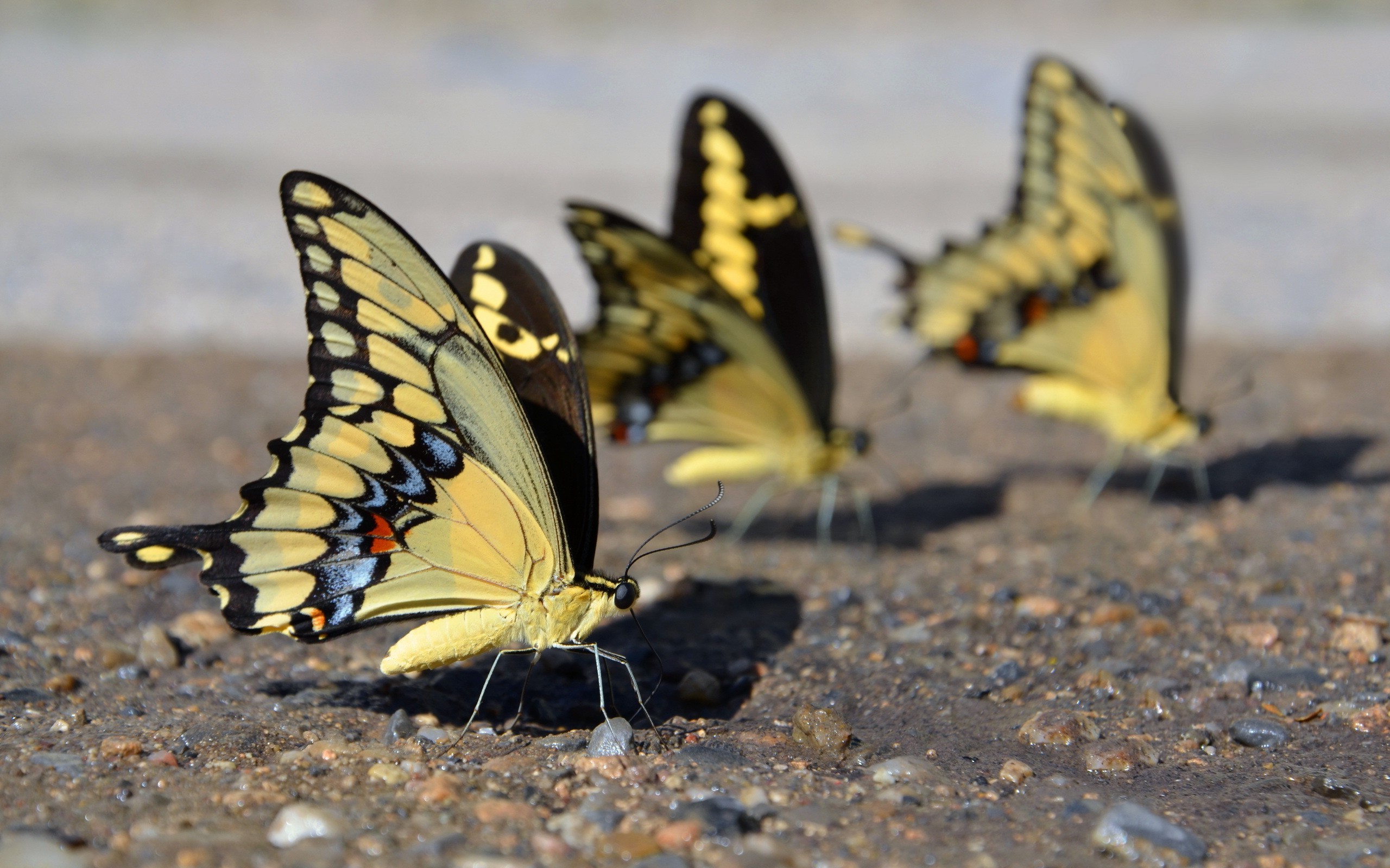 animals insect lepidoptera Wallpaper