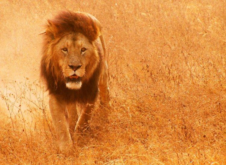 animals mammals lion HD Wallpaper Desktop Background