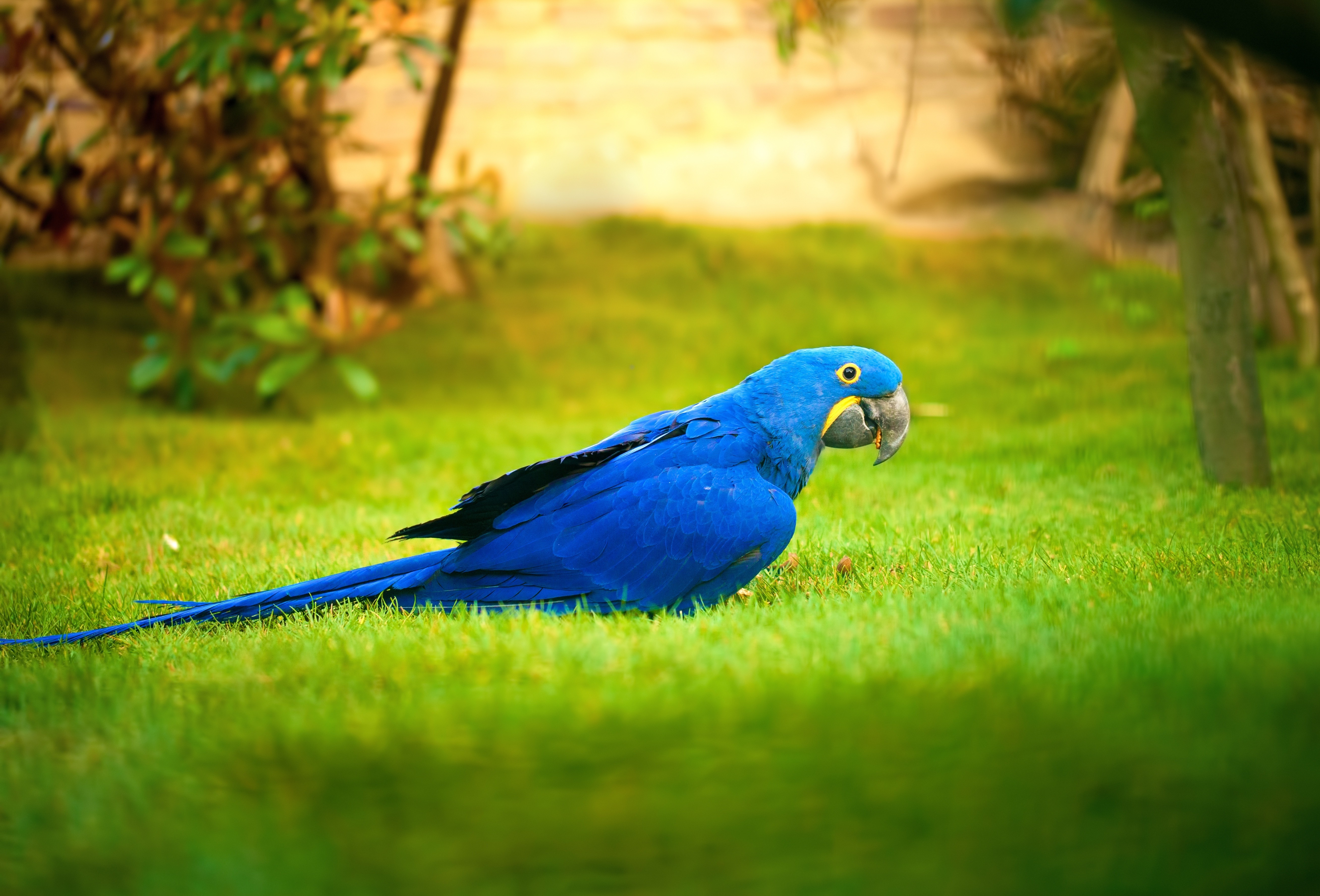 animals Wallpaper