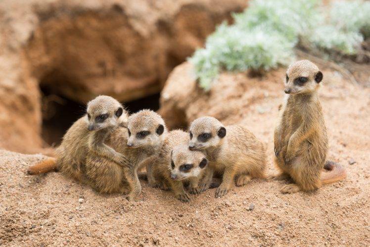 animals mammals meerkats HD Wallpaper Desktop Background