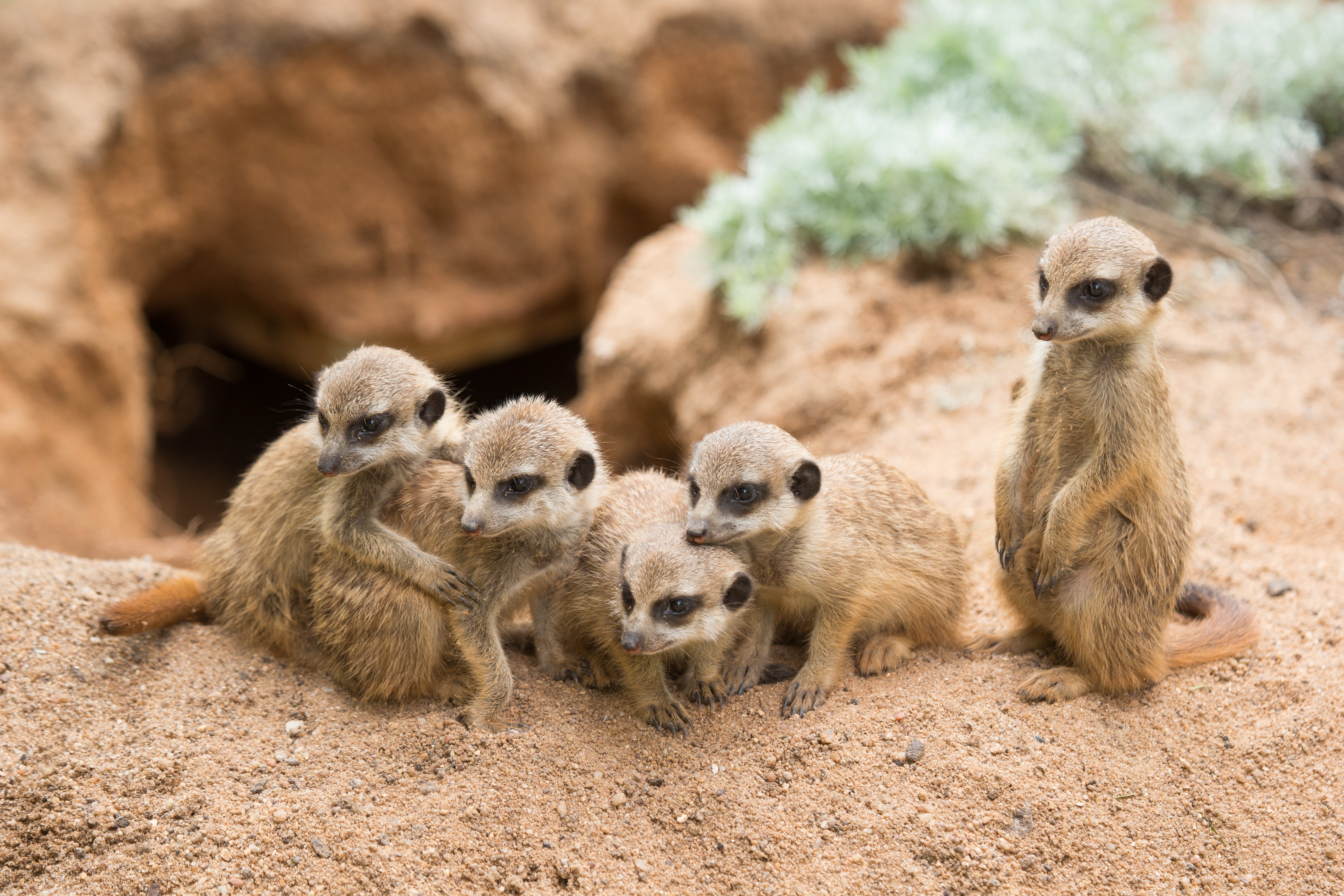 animals mammals meerkats Wallpaper