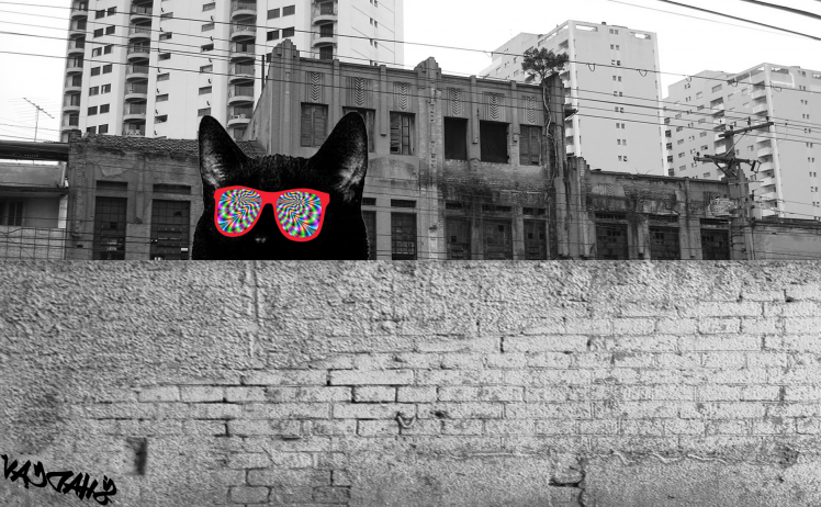 cat black cats HD Wallpaper Desktop Background