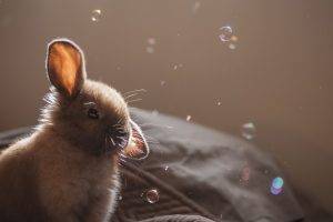 rabbits bubbles animals