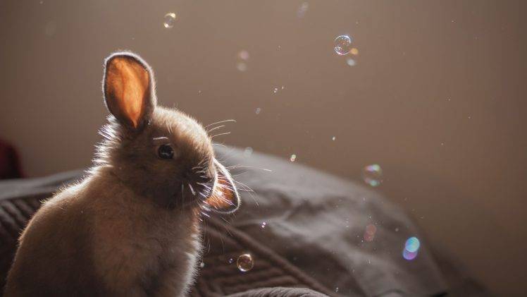 rabbits bubbles animals HD Wallpaper Desktop Background
