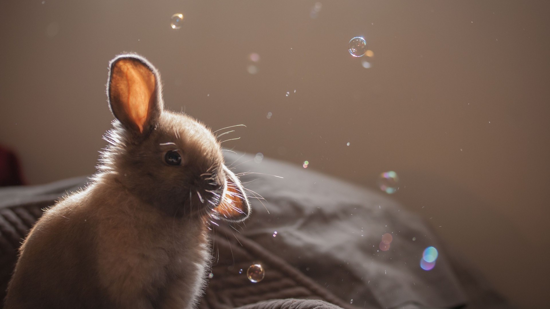 rabbits bubbles animals Wallpaper