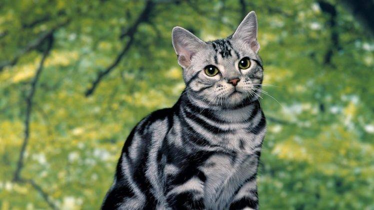 cat animals HD Wallpaper Desktop Background