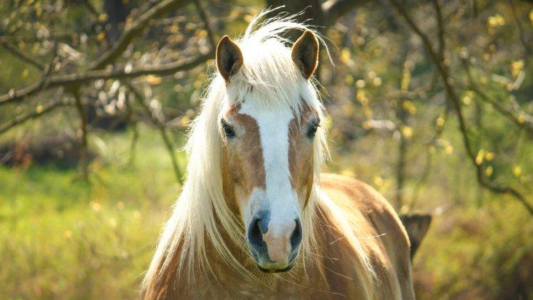 horse animals HD Wallpaper Desktop Background