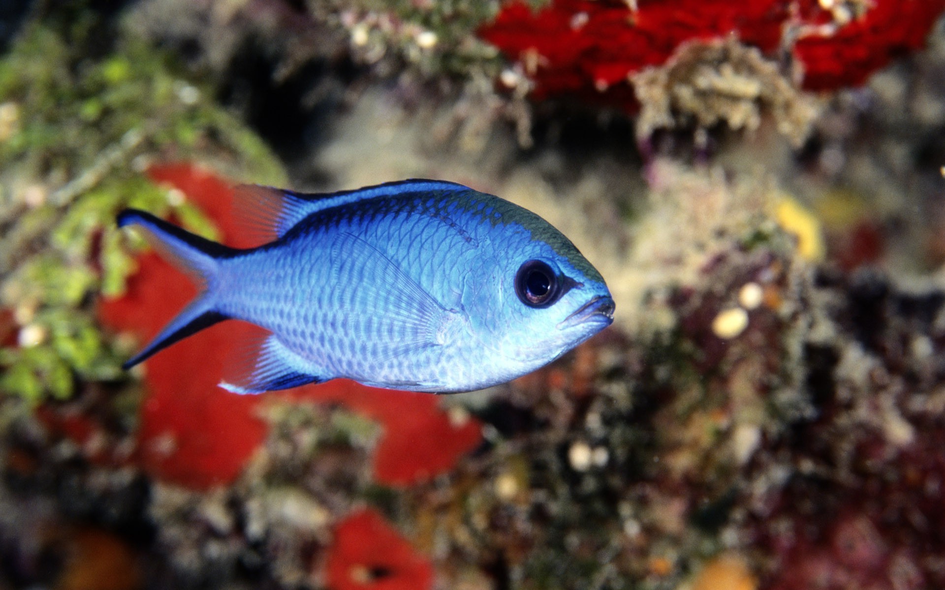 depth of field fish animals Wallpaper