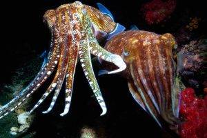animals sea nature cuttlefish