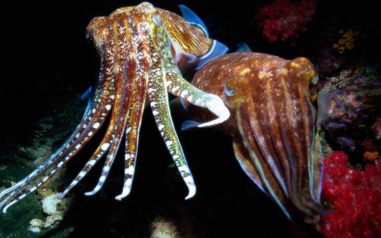 animals sea nature cuttlefish HD Wallpaper Desktop Background