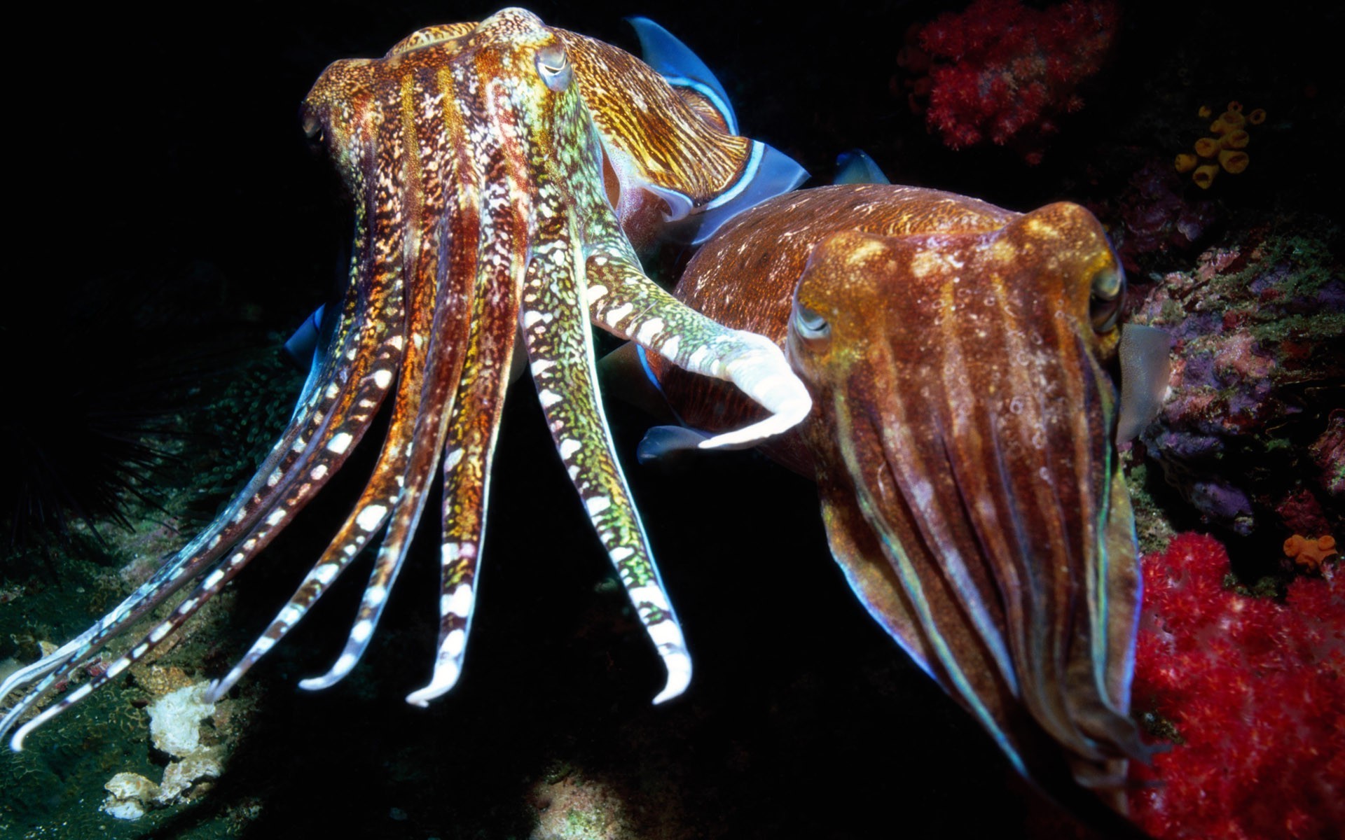 animals sea nature cuttlefish Wallpaper