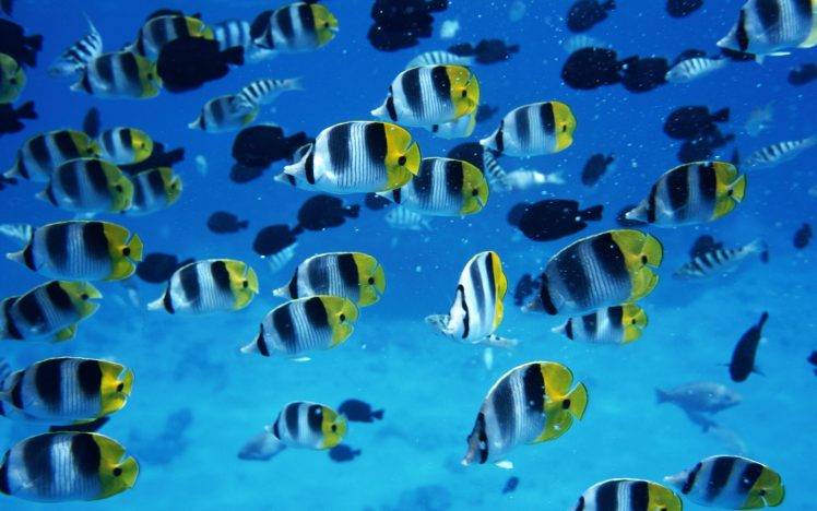 tropical fish animals HD Wallpaper Desktop Background