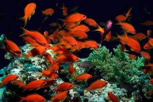 tropical fish animals