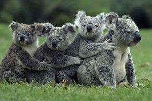 koalas animals