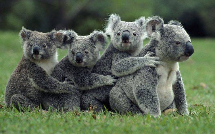 koalas animals HD Wallpaper Desktop Background