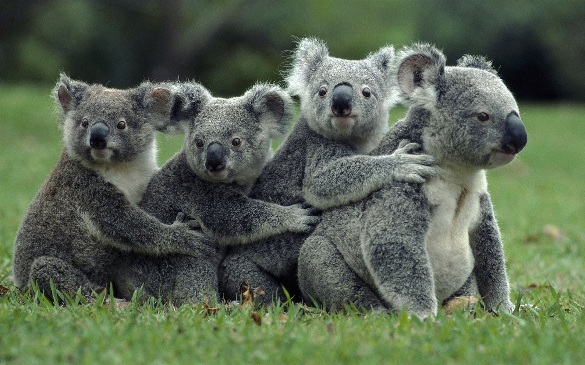 koalas animals Wallpaper
