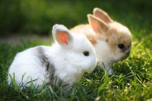 rabbits depth of field animals grass blurred
