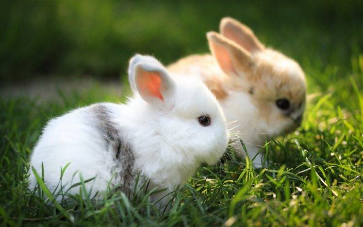 rabbits depth of field animals grass blurred HD Wallpaper Desktop Background