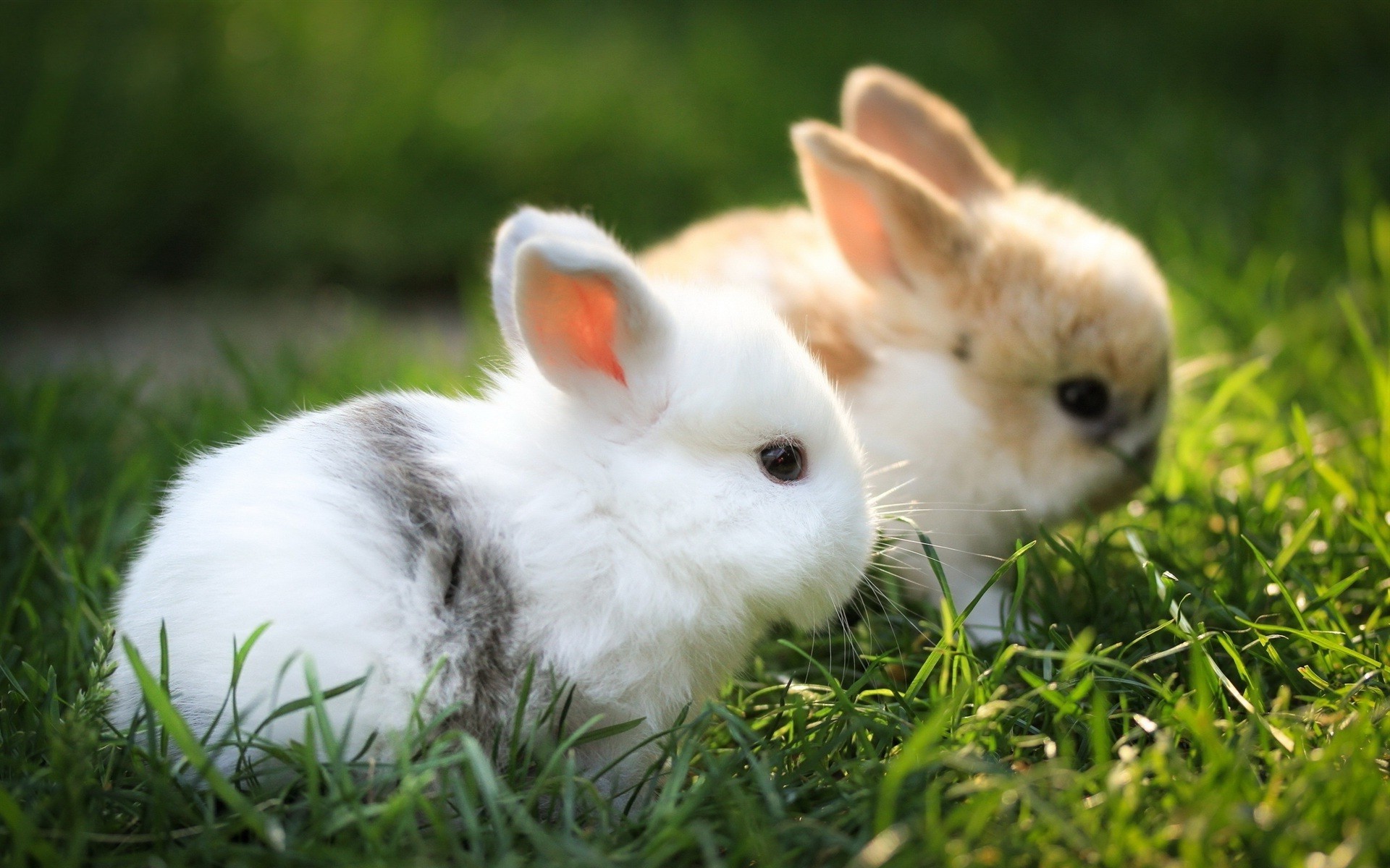 rabbits depth of field animals grass blurred Wallpaper