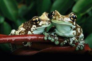 animals amphibian frog