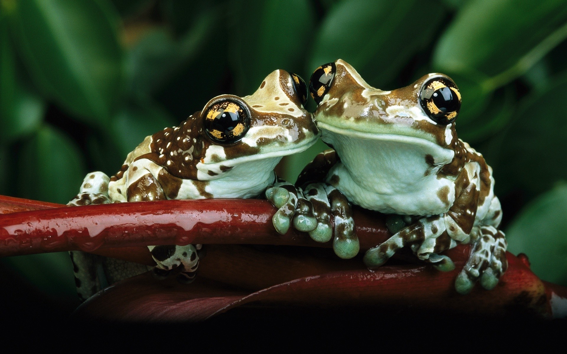 animals amphibian frog Wallpaper