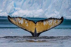 nature animals fin whale sea iceberg water drops icicle